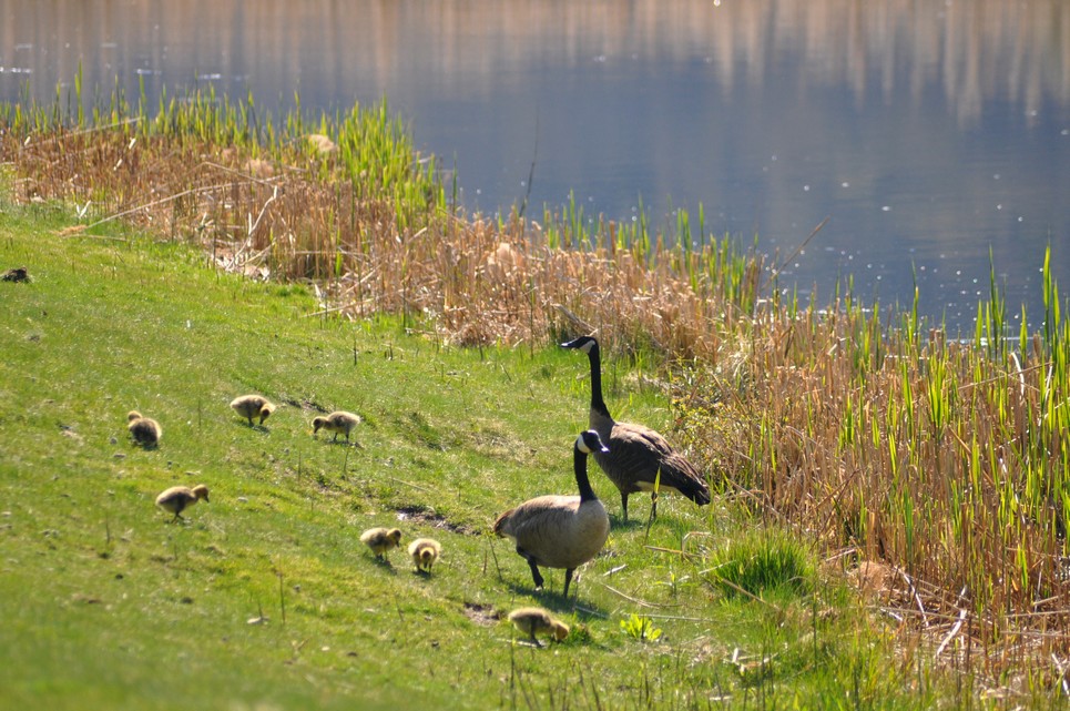 DSC_0530.jpg